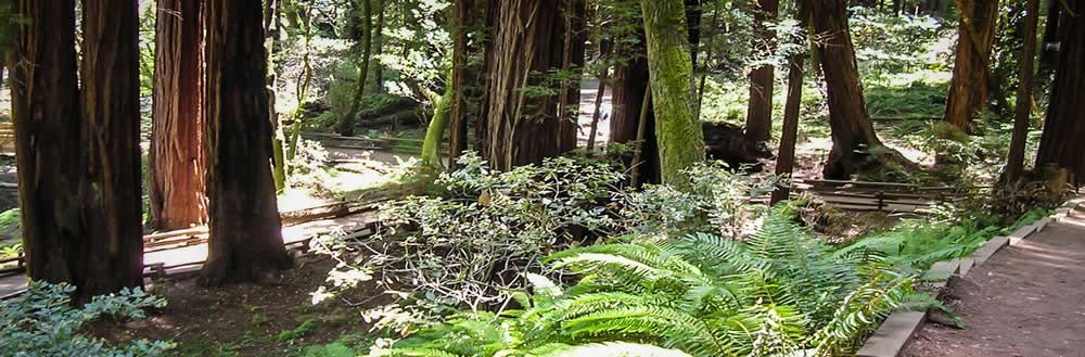 trail at Pacific Trails Resort
