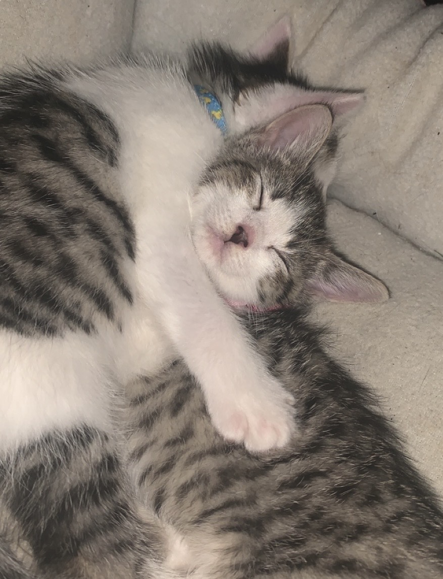 Snickers and Kinsley kittens