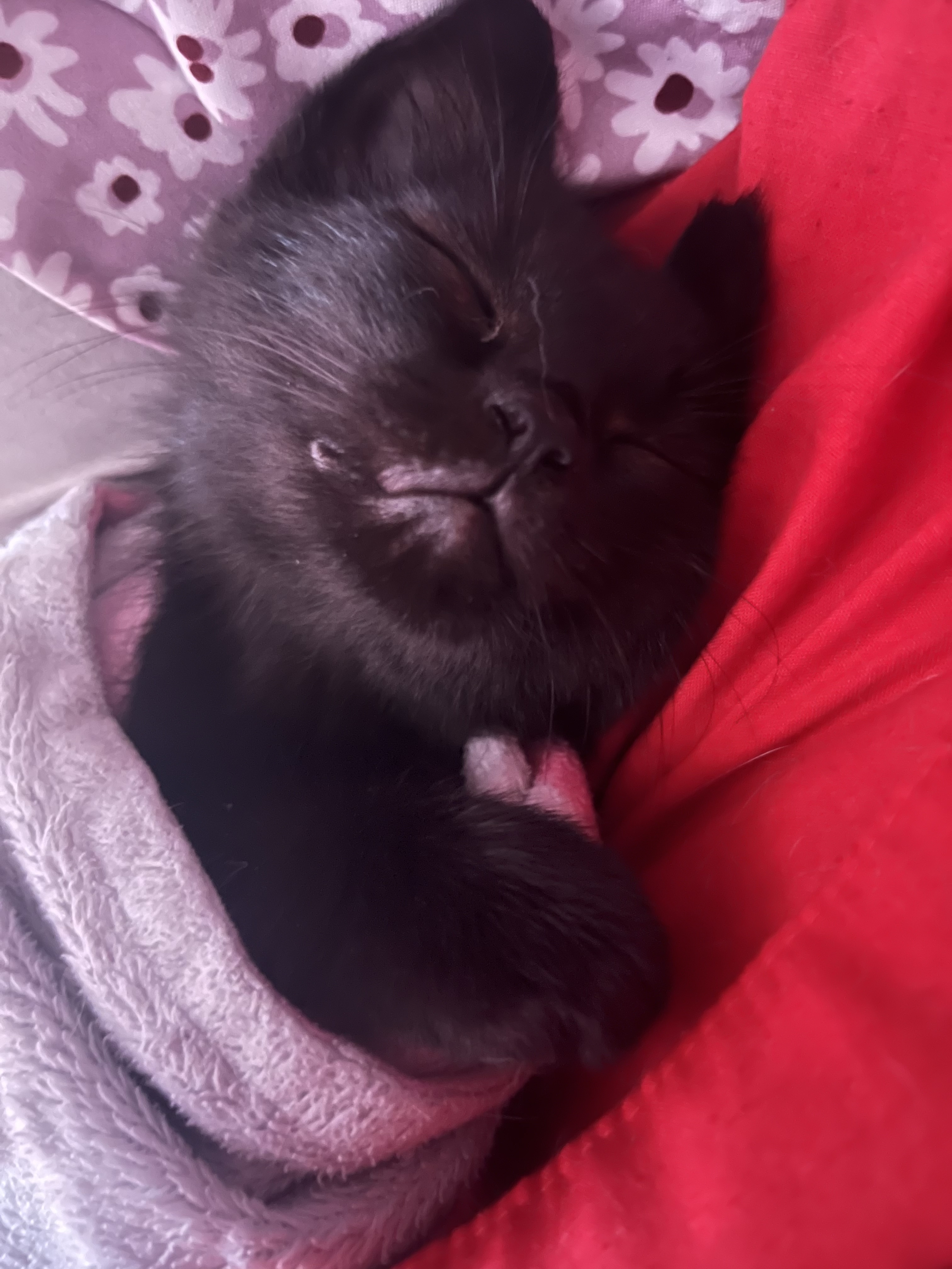 Salem
