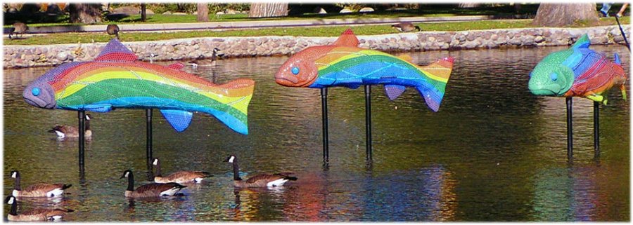 rainbow trout