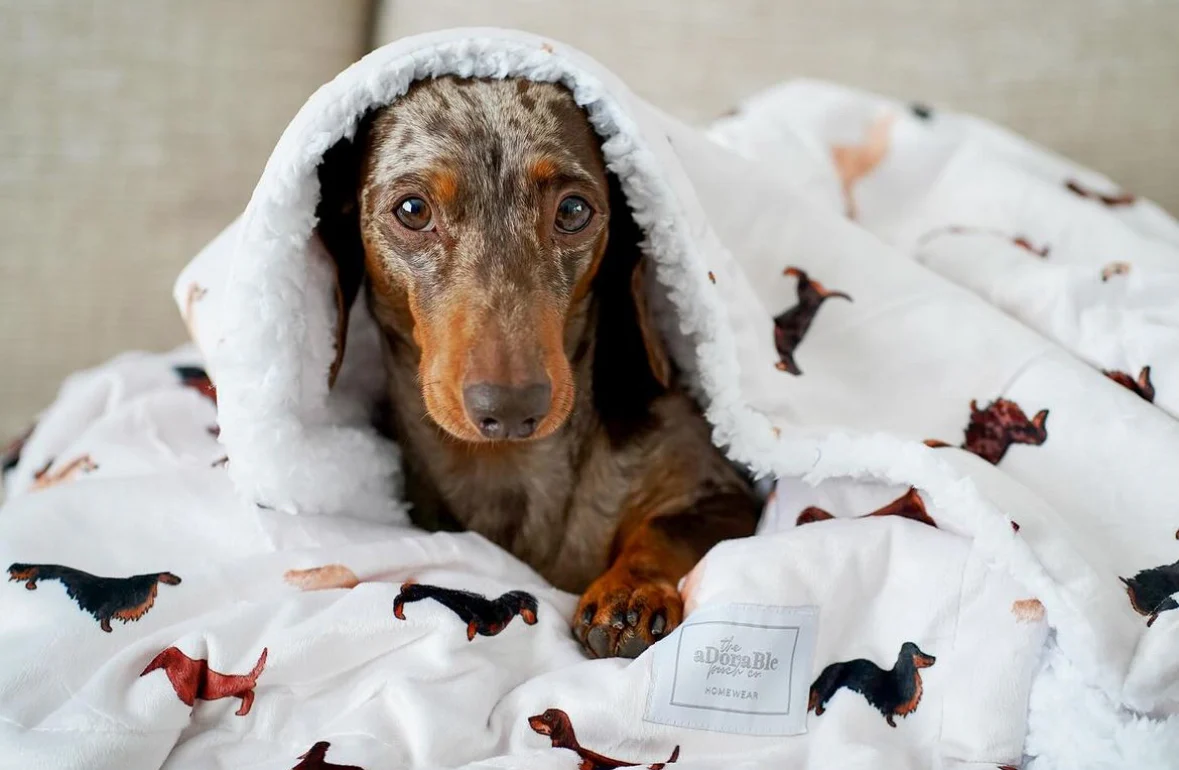 Dachshund snuggling under a warm blanket