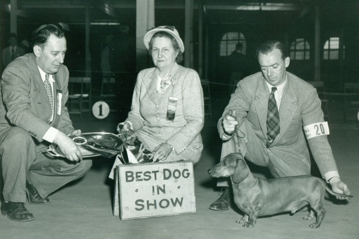 Historical appearance of dachshunds in everyday life