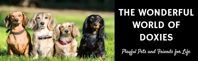the wonderful world of doxies