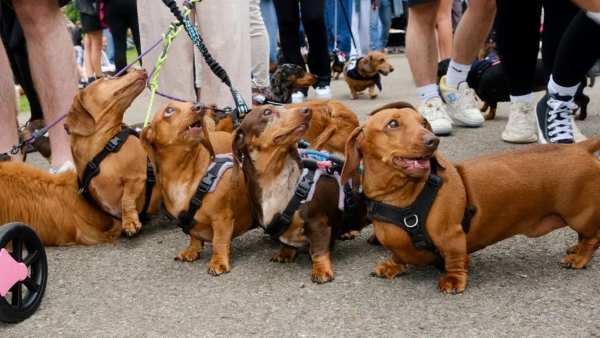 Dachshunds preparing to walk and get exercise